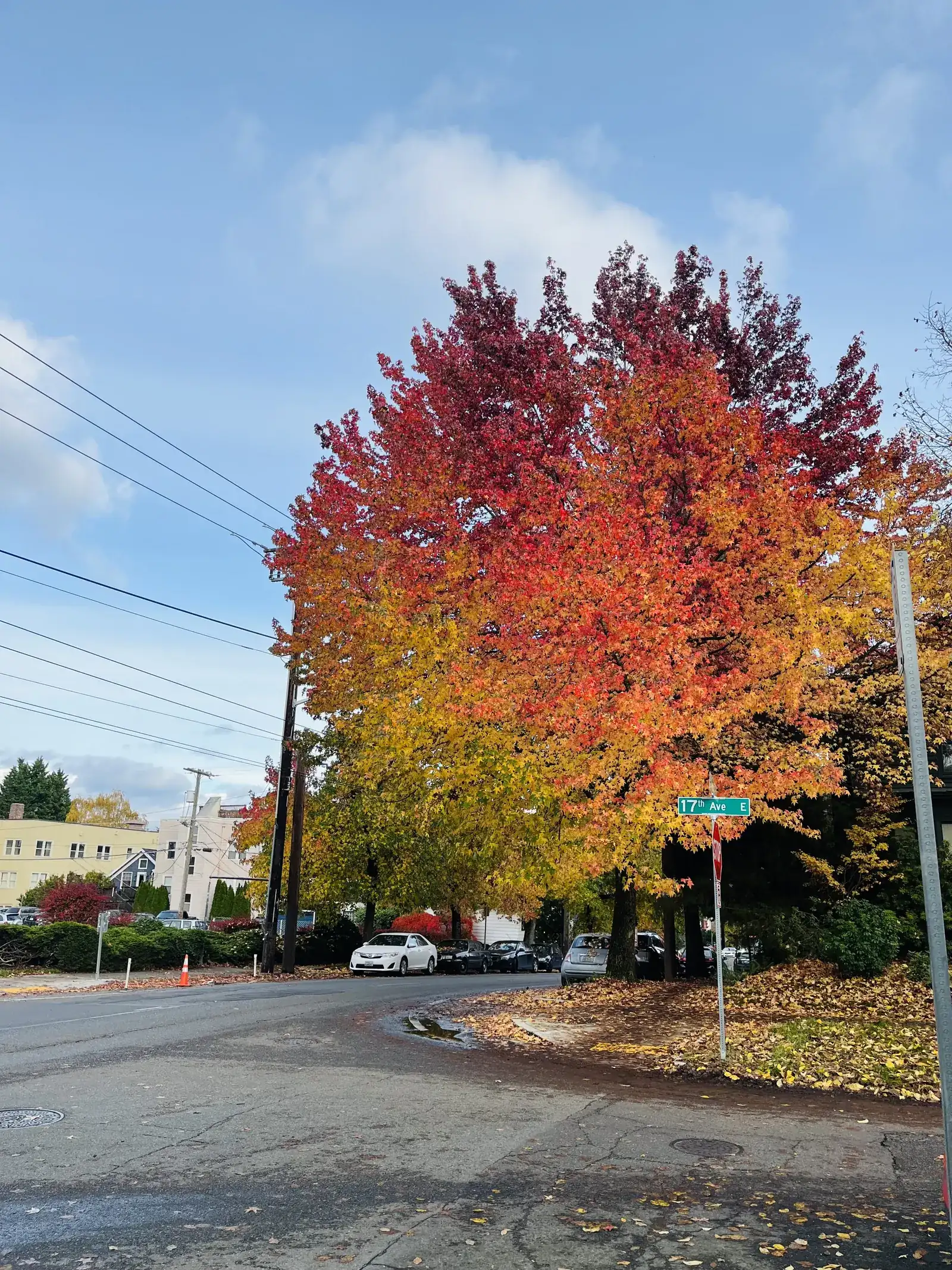 A tree in full autumn color on a Seattle street