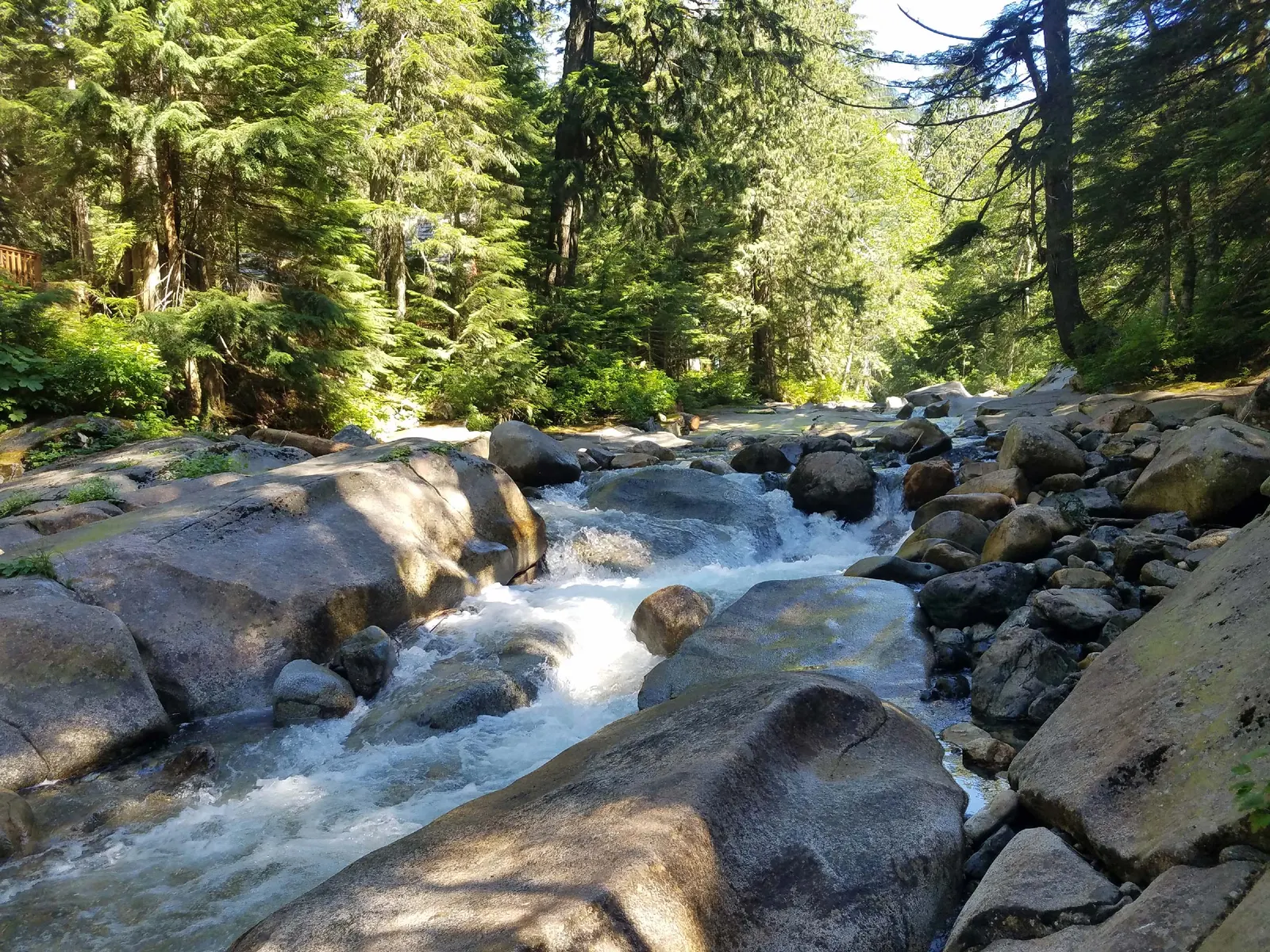 A forest river